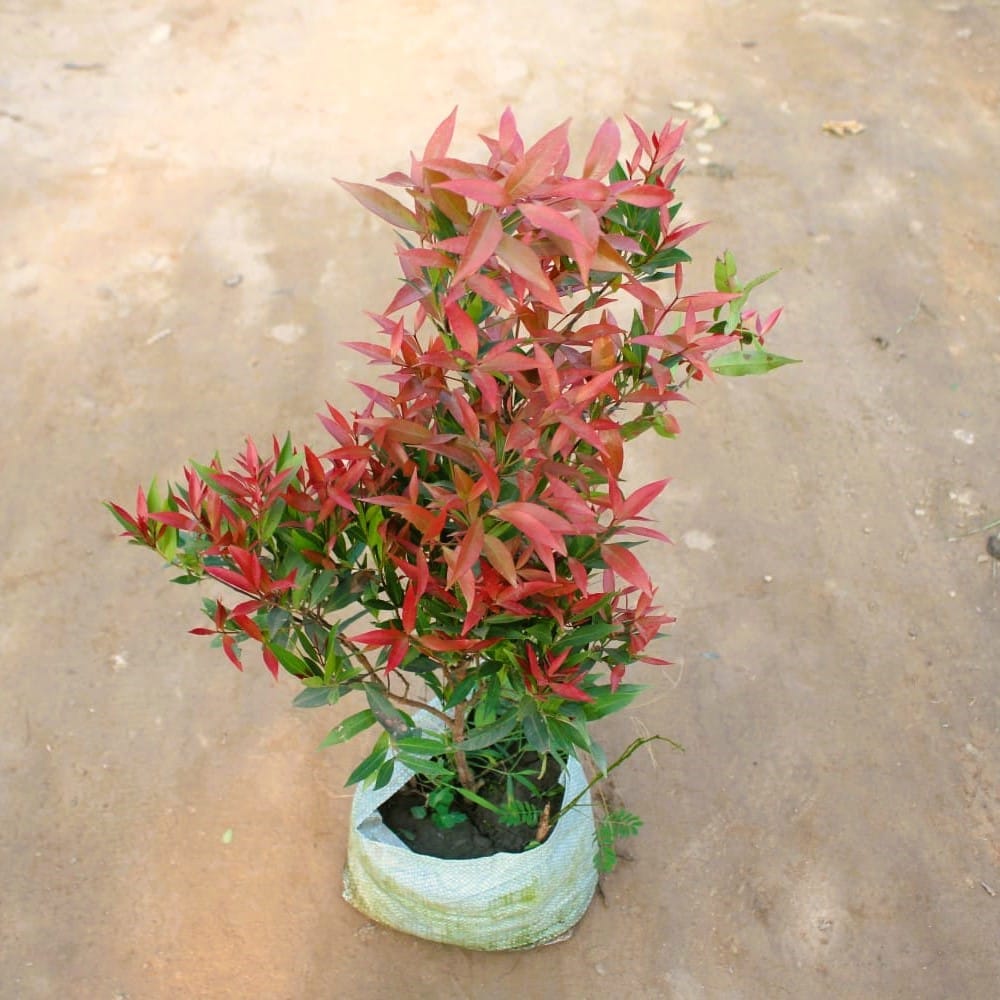 Syzygium / Christina Ficus red in 10 Inch Nursery Bag