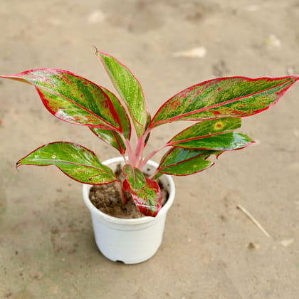 Buy Aglaonema Lipstick in 4 Inch Nursery Pot Online | Urvann.com