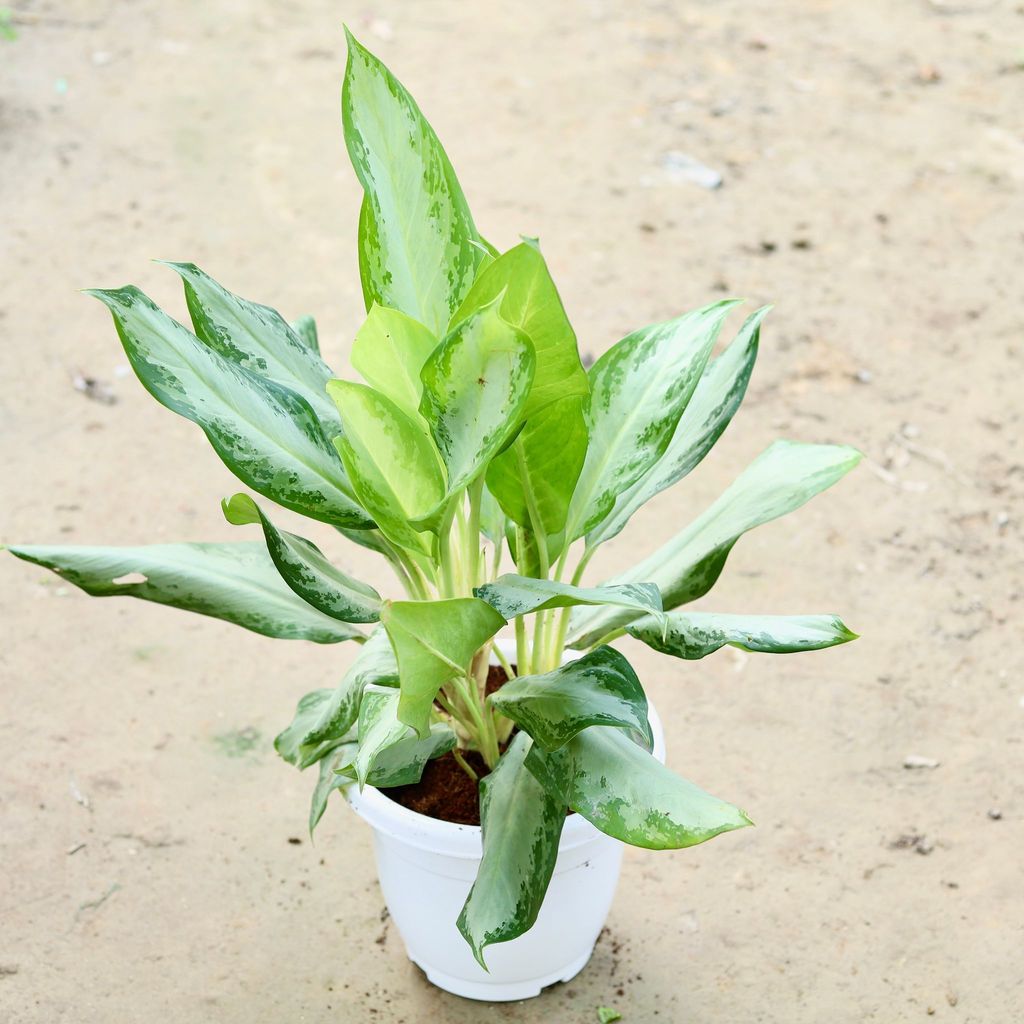 Aglaonema Emerald Bay in 10 Inch Classy White Plastic Pot