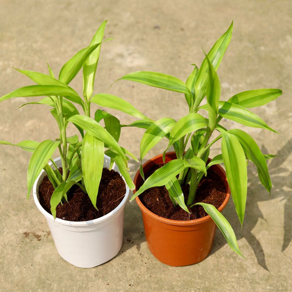 Set of 2 - Lucky Bamboo in 6 Inch Red & White Nursery Pot