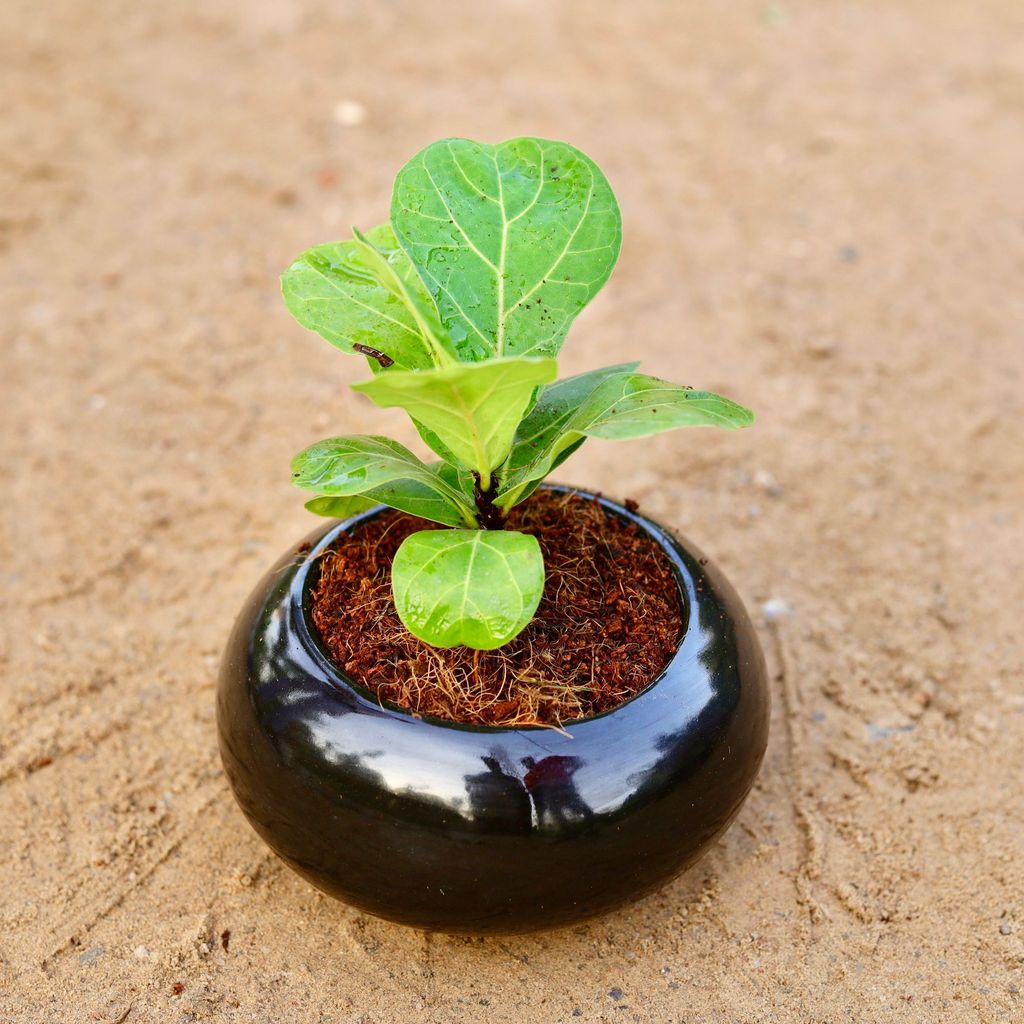 Fiddle Leaf Fig / Ficus Lyrata in 6 Inch Classy Ceramic Bowl (any colour)