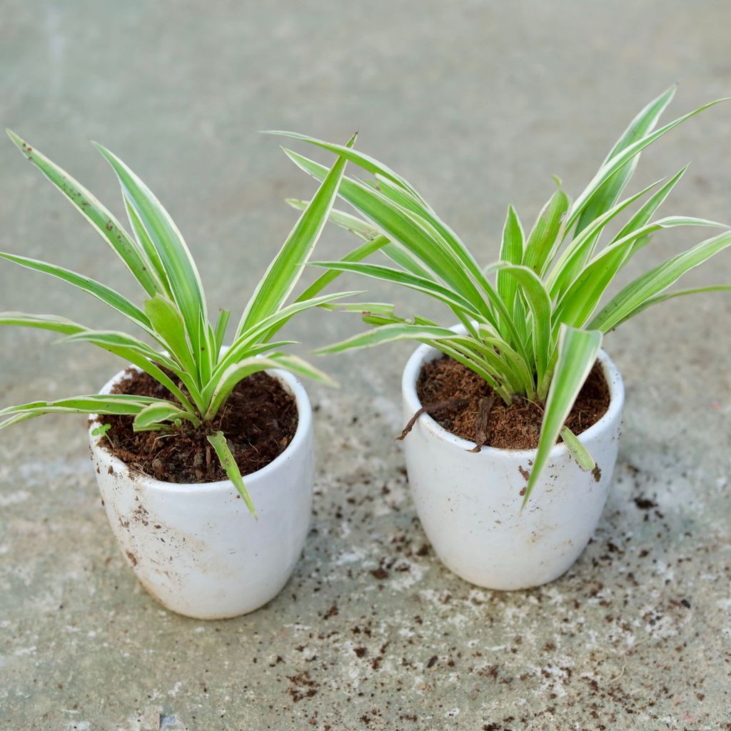 Set of 2 - Spider in 4 Inch Classy White Cup Ceramic Pot (any colour)