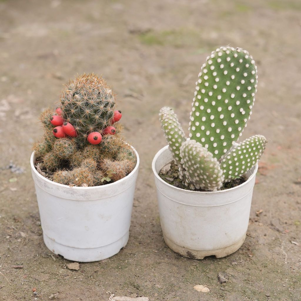 Set of 2 - Mammillaria Prolifera & Bunny Ear Cactus in 3 Inch Nursery Pot