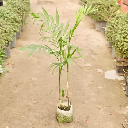 Buy Cane Palm in 7 Inch Nursery Bag Online | Urvann.com