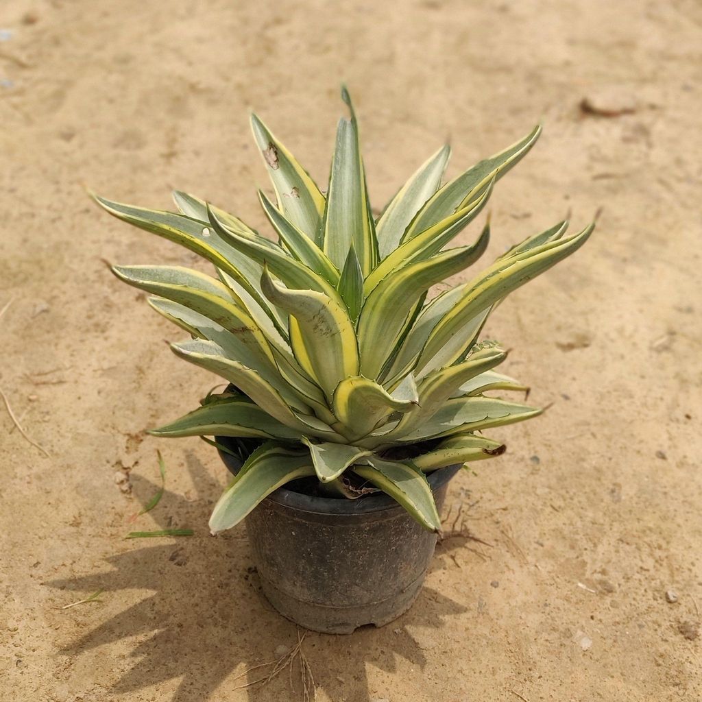 Agave Variegated in 8 Inch Nursery Pot