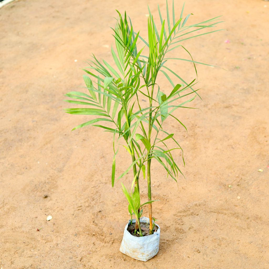 Bamboo Palm / Cane Palm / Scotia Palm (~3 ft) in 7 Inch Nursery Bag