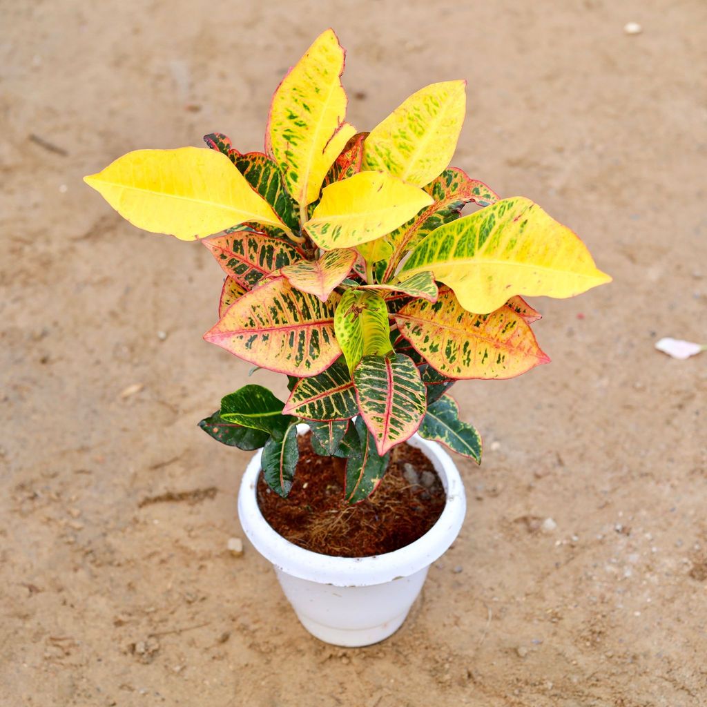 Croton Petra Pune in 8 Inch Classy White Plastic Pot