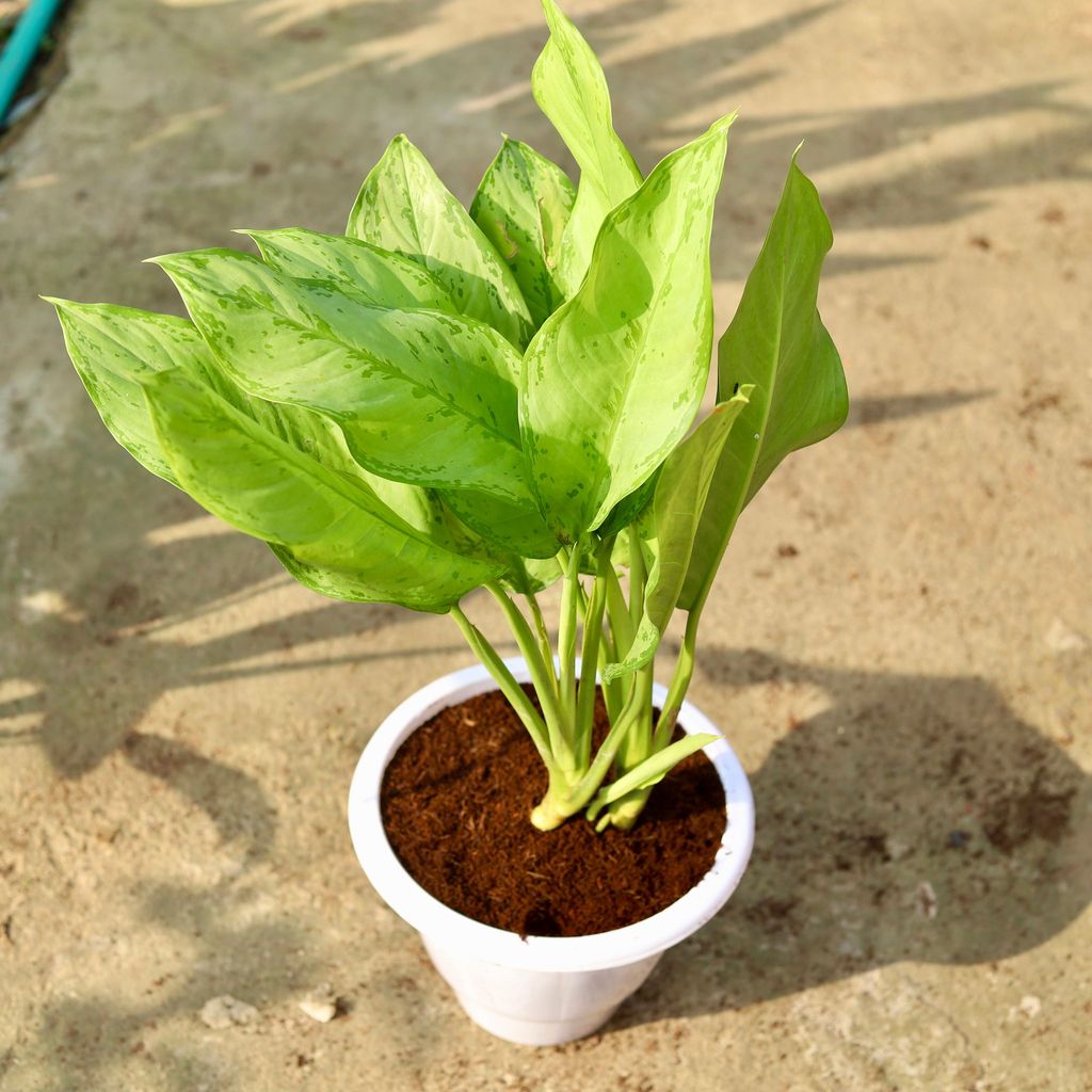 Aglaonema Silver Queen in 10 Inch Classy White Plastic Pot