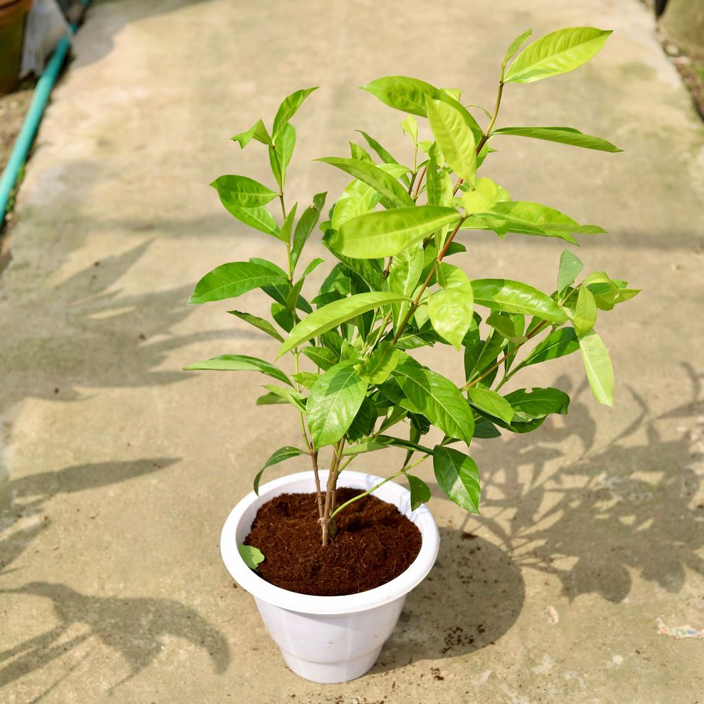 Ixora Red in 10 Inch Classy White Plastic Pot