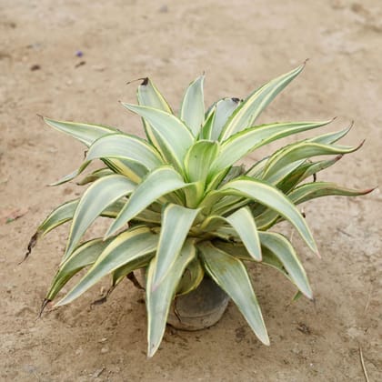 Buy Agave Variegated / Kamal Cactus in 6 Inch Nursery Pot Online | Urvann.com