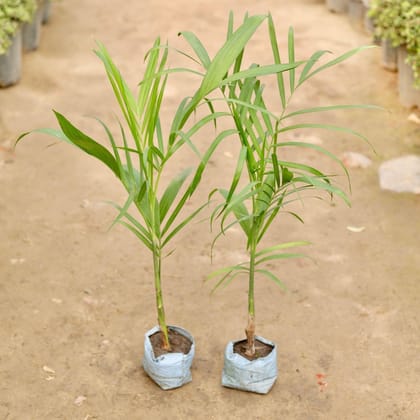 Buy Set of 2 - Cane Palm in 5 Inch Nursery Bag Online | Urvann.com