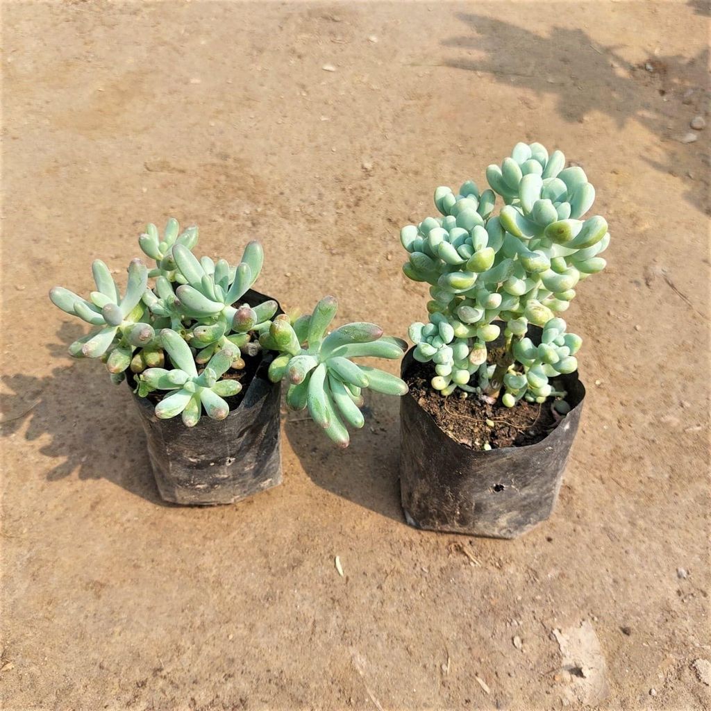 Set of 2 - String of Banana & Sedum Succulent in 3 Inch Nursery Bag