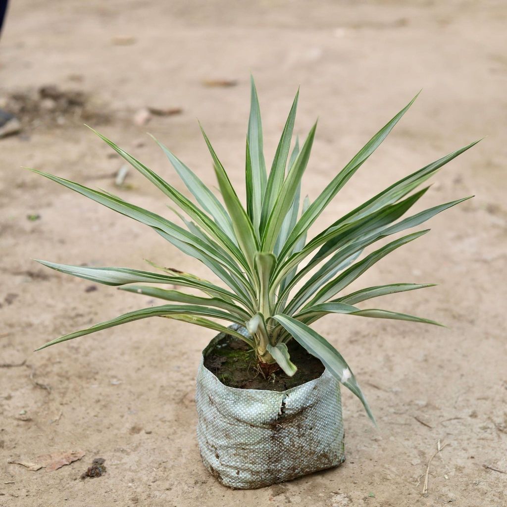 Silver Yucca in 8 Inch Nursery Bag