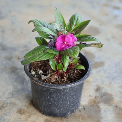 Impatiens Hybrid (Pune Variety) (any colour) in 5 Inch Nursery Pot