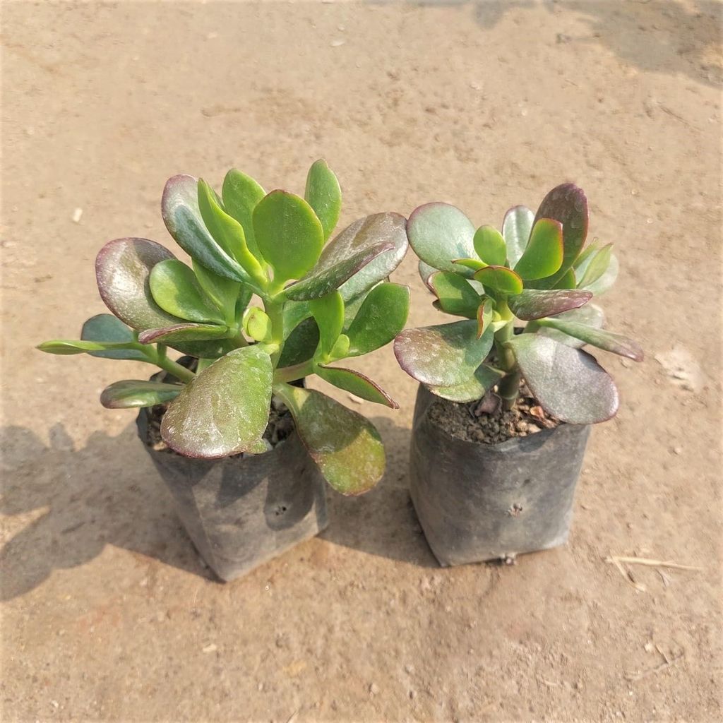 Set of 2 Crassula Ovata Succulent in 3 Inch Nursery Bag