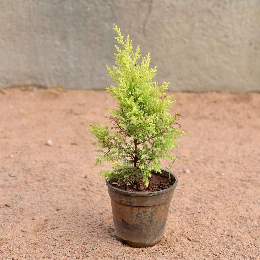 Golden Cypress in 6 Inch Nursery Pot