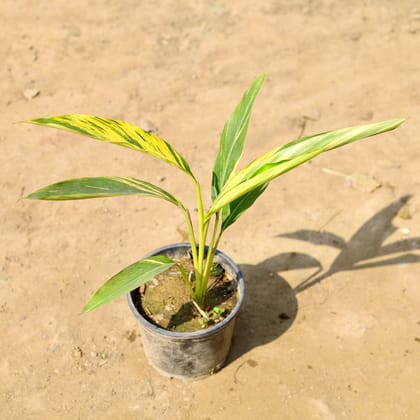 Buy Alpinia  in 6 Inch Nursery Pot Online | Urvann.com