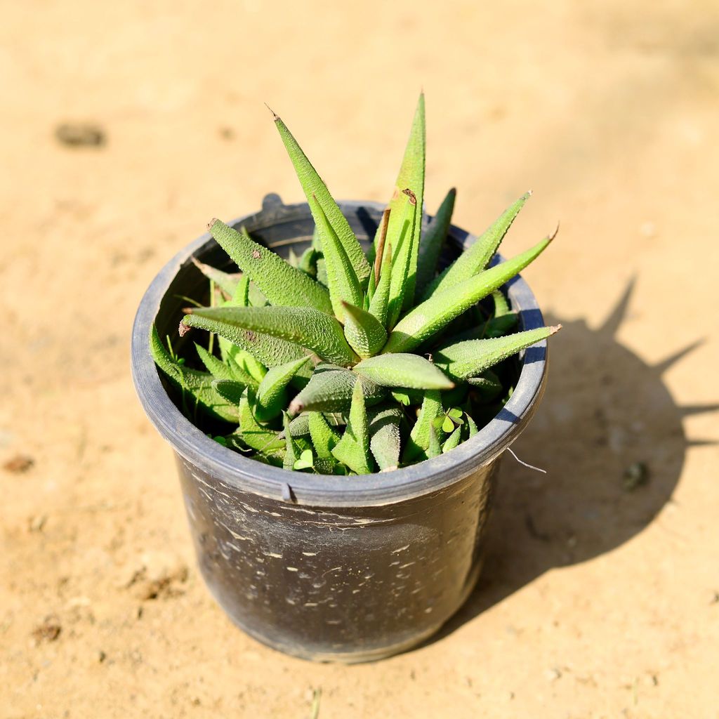 Fasciated Haworthia Green Succulent in 4 Inch Nursery Pot