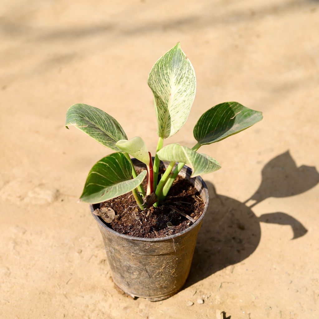 Philodendron Birkin in 5 Inch Nursery Pot