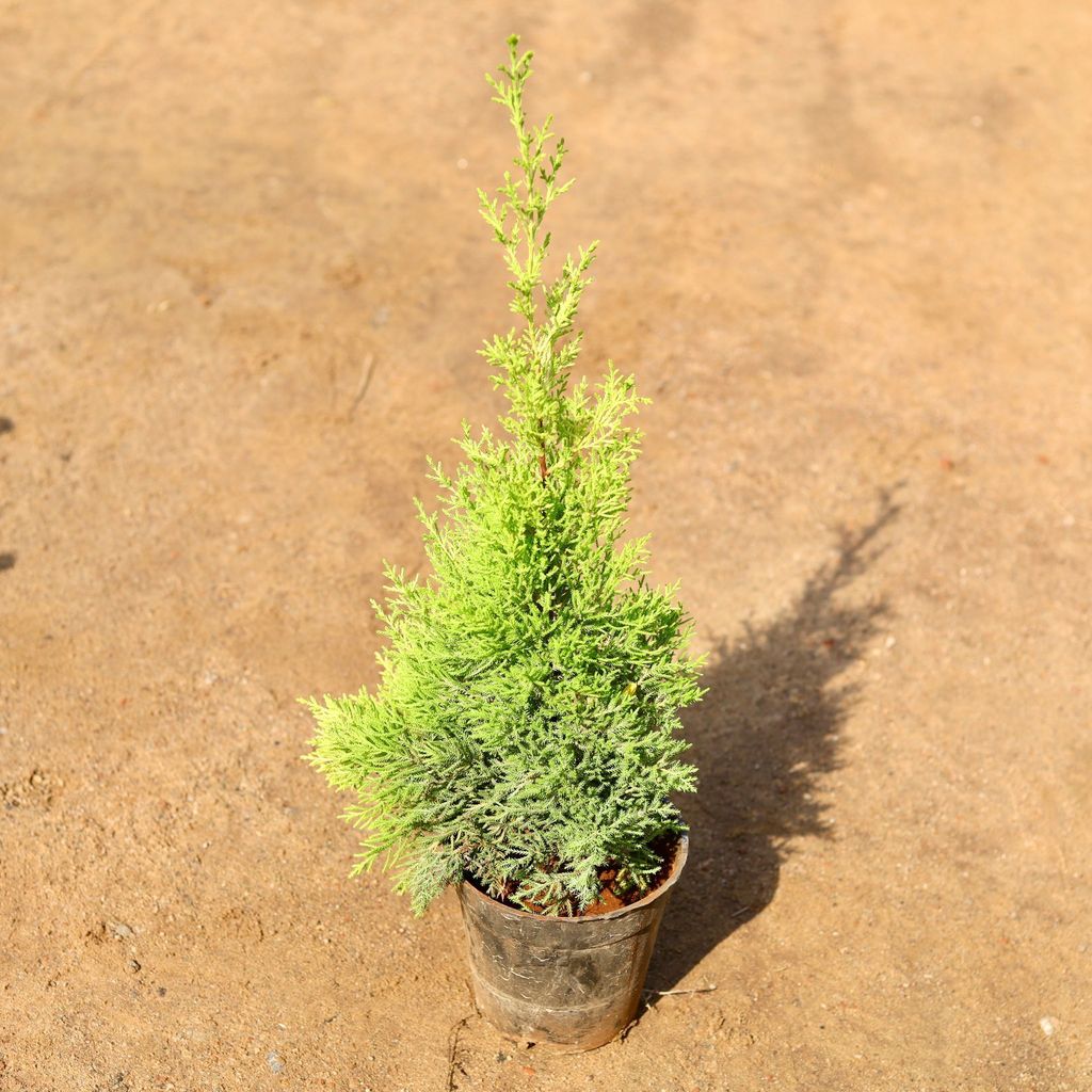 Cypress Golden in 6 Inch Nursery Pot