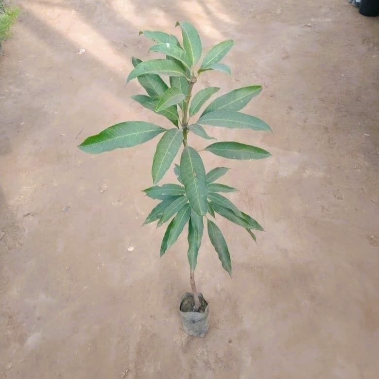 Mango Grafted in 4 Inch Nursery Bag