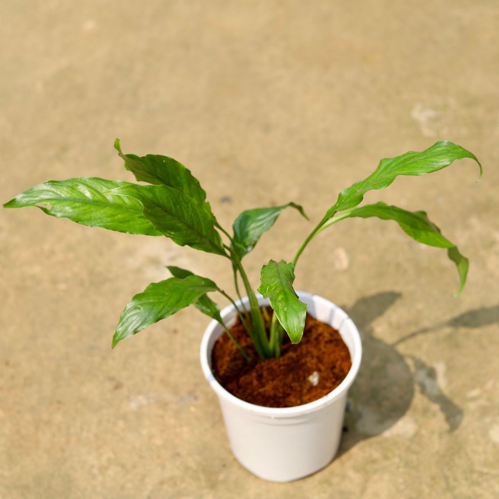 Peace Lily (any colour) in 6 Inch White Nursery Pot