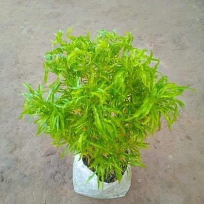 Buy Golden Aralia / Euodia Plant in 8 Inch Nursery Bag Online | Urvann.com