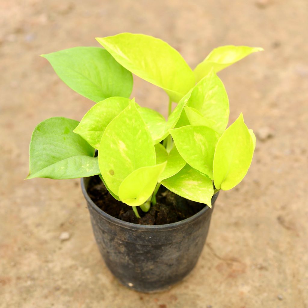 Money Plant Golden / Pothos in 5 Inch Nursery Pot