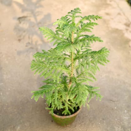 Buy Araucaria / Christmas Tree in 6 Inch Nursery Pot Online | Urvann.com