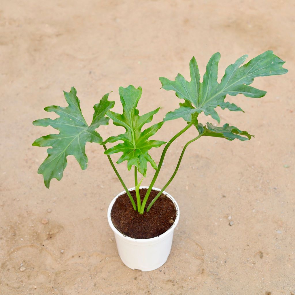 Philodendron Selloum in 6 Inch White Nursery Pot