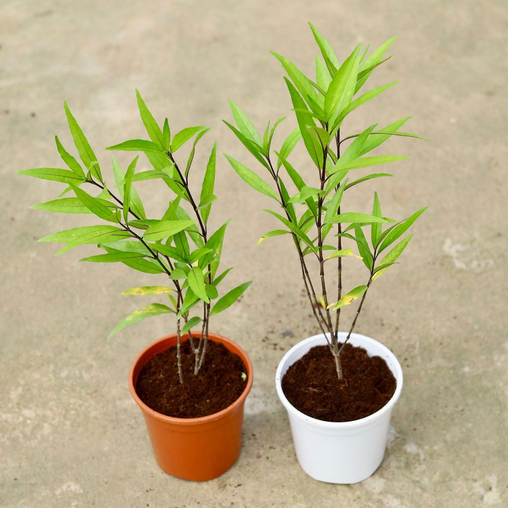 Set of 2 - Sukh Shanti in 6 Inch Red & White Nursery Pot