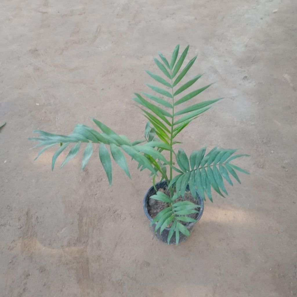 Chameadorea Elegans Palm in 6 Inch Nursery pot