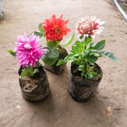 Buy Set of 3 - Dahlia (any colour) in 5 Inch Nursery Bag Online | Urvann.com