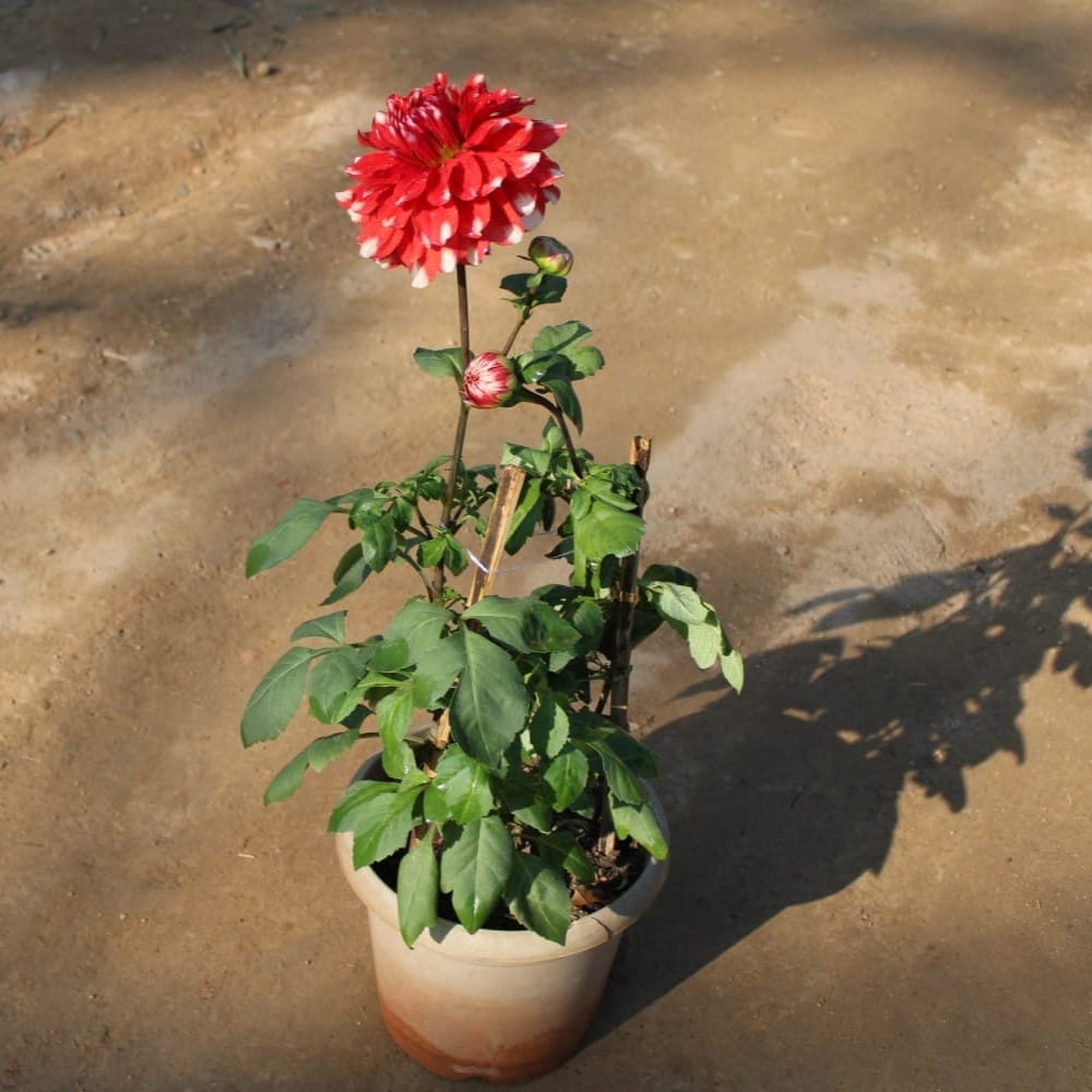 Dahlia Double (any color) in 8 Inch Nursery Pot