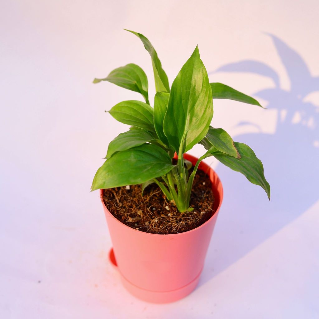 Peace Lily in 4 Inch Pink Florence Self Watering Pot