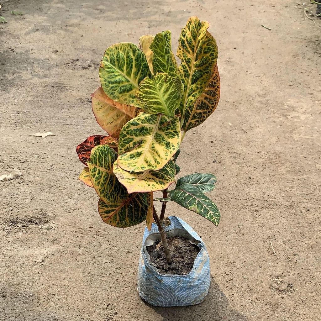 Bangalore Croton in 7 Inch Nursery Bag