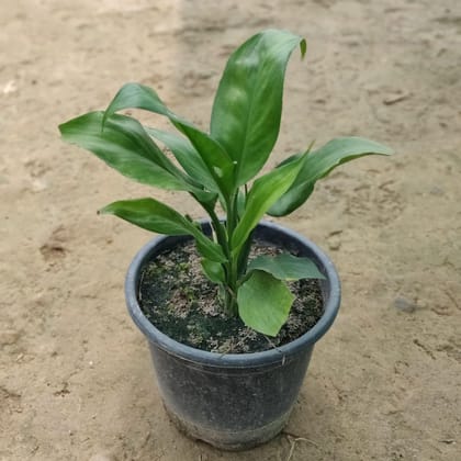 Buy Peace Lily in 5 Inch Plastic Pot Online | Urvann.com