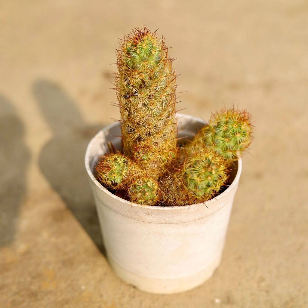 Mammillaria Elongata Cactus in 3 Inch Nursery Pot