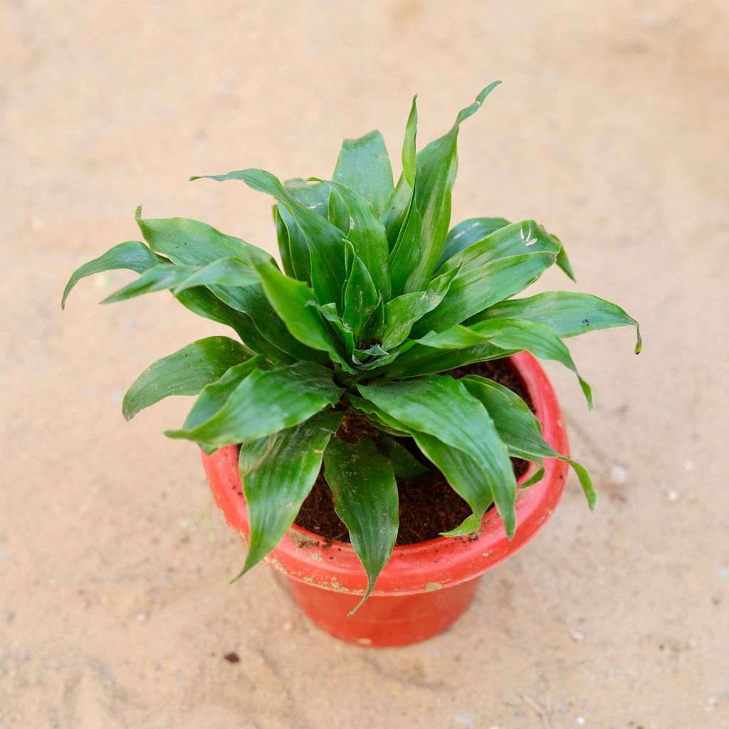 Dracaena Compacta in 6 Inch Classy Red Plastic Pot