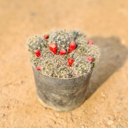 Buy Mammillaria Prolifera / Silver cluster Cactus Succulent in 3 Inch Nursery Pot Online | Urvann.com