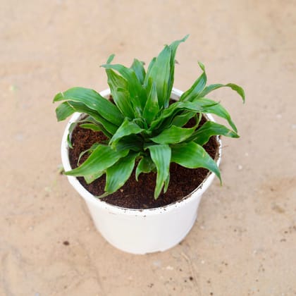 Buy Dracaena Compacta in 6 Inch White Nursery Pot Online | Urvann.com