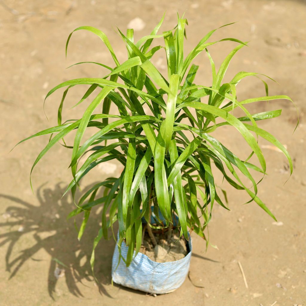 Dracaena Green in 7 Inch Nursery Bag