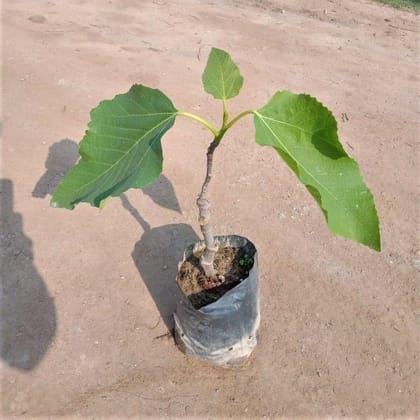 Grafted Anjeer plant in 4 Inch Nursery Bag