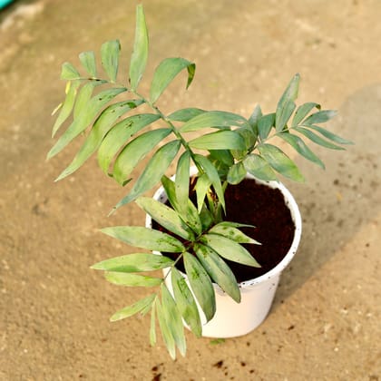 Buy Chamaedorea Palm in 6 Inch Nursery Pot Online | Urvann.com