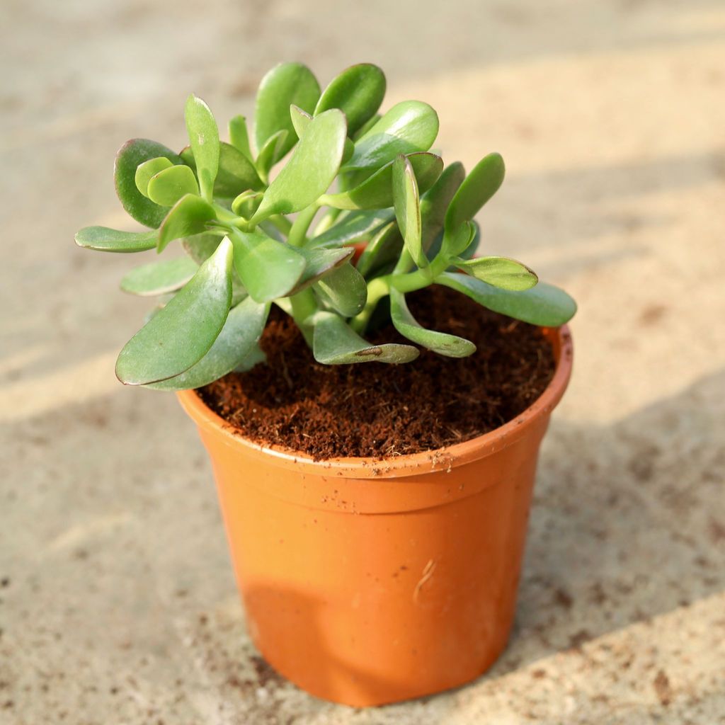 Crassula Jade Succulent in 6 Inch Red Nursery Pot