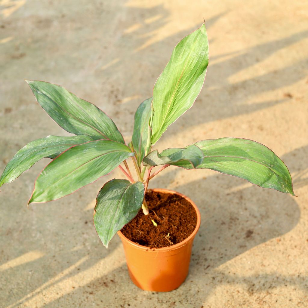 Dracaena Kedarnath in 6 Inch Red Nursery Pot