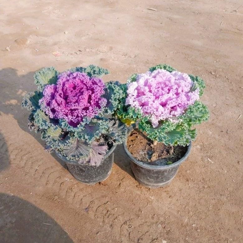 Set of 2 - Kale (white & Purple) in 6 Inch Nursery Pot