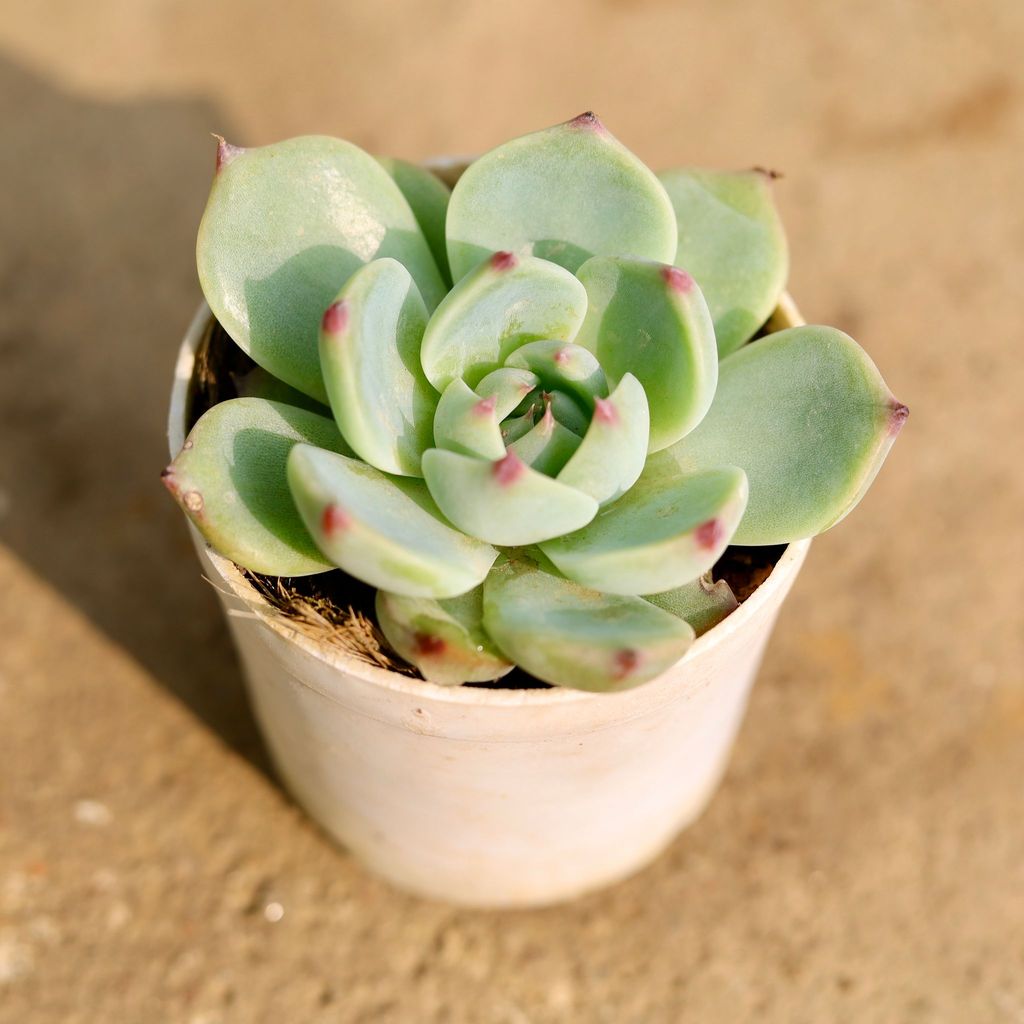 Echeveria Menina Succulent in 3 Inch Nursery Pot