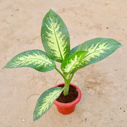 Buy Dieffenbachia / Dumbcane in 6 Inch Classy Red Plastic Pot Online | Urvann.com