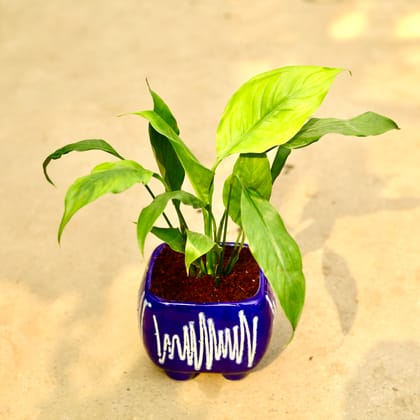 Buy Peace Lily in Inch 5 Inch Crisscrossed Square Ceramic Pot (any colour) Online | Urvann.com